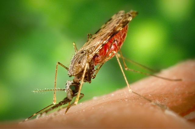 Zika Virus or Glyphosate Exposure Causing Microcephaly