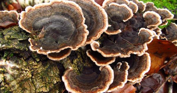 Mushrooms and Mycelium Help the Microbiome