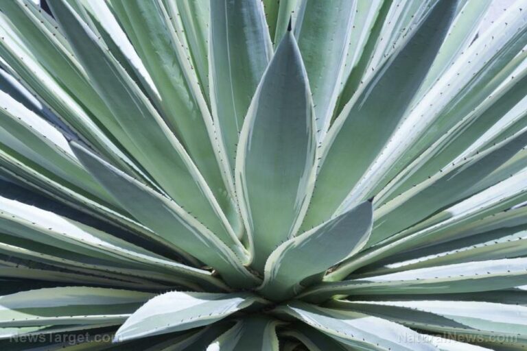 Agave fiber promotes gut health and weight loss, reveals study