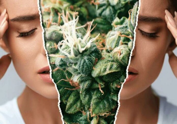 Cannabis alleviates migraine and headache pain by 50 percent