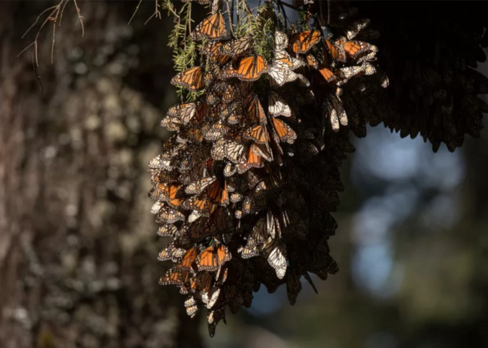 Eastern Mmonarch butterfly population hints at recovery