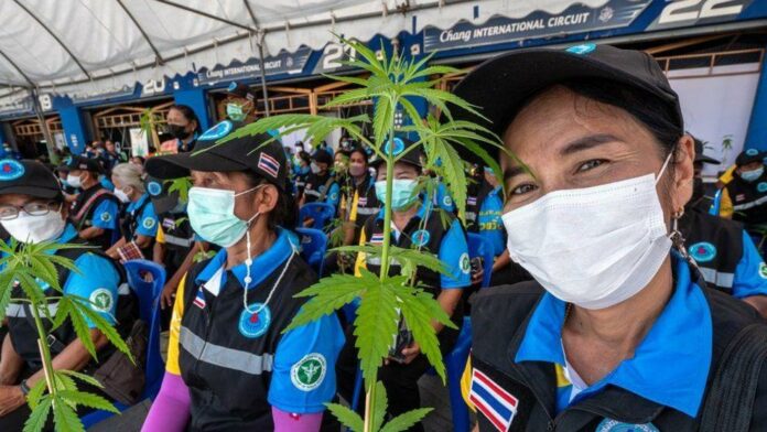 Thailand cannabis: From a war on drugs to weed curries