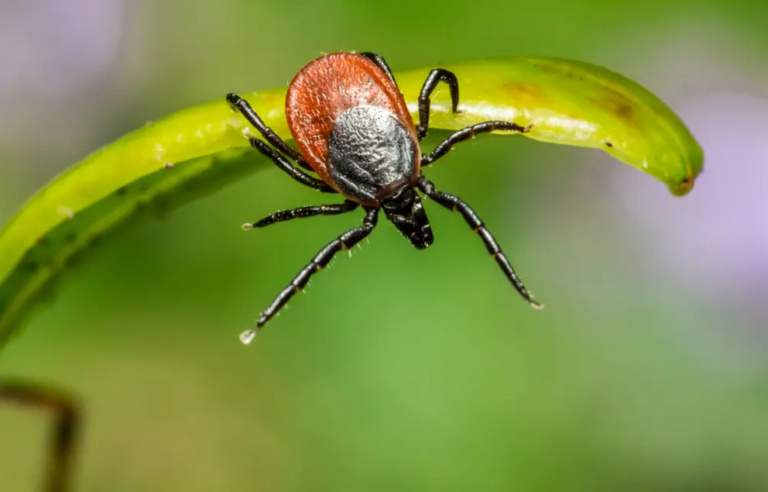 Tick season: one in seven people had Lyme disease and didn’t know it, study says
