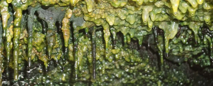 Ancient lava caves in Hawai'i are teeming with mysterious life forms