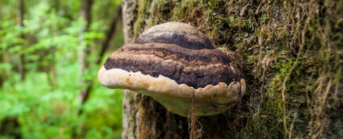 This weird-looking fungus could be a biodegradable alternative to plastic