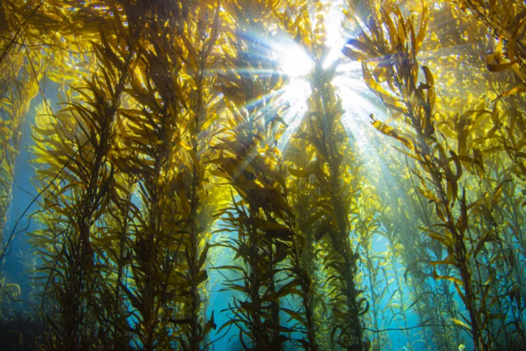 12 unusual facts about kelp forests