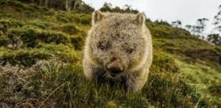 A rare video of wombats having sex sideways offers a glimpse into the bizarre realm of animal reproduction