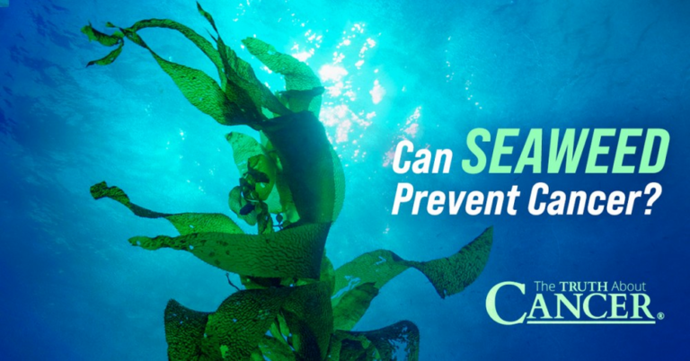 Can seaweed prevent cancer?