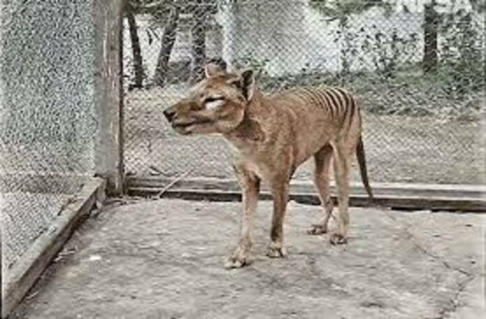 Extinct but not gone – the thylacine continues to fascinate us