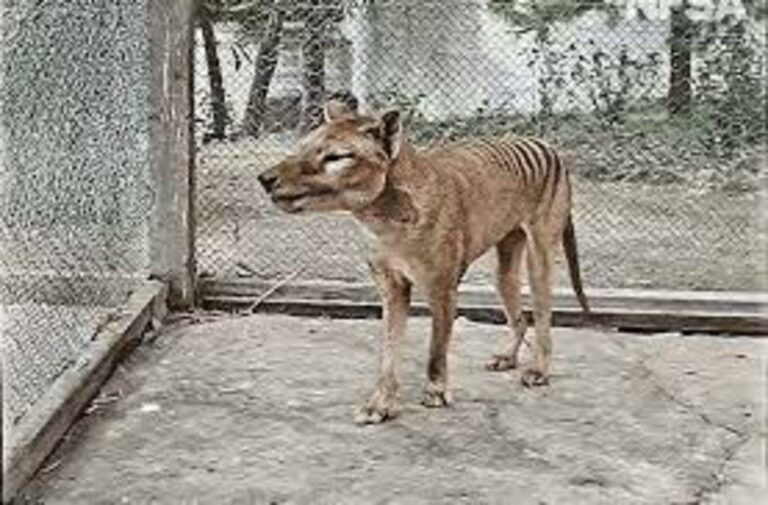 Extinct but not gone – the thylacine continues to fascinate us