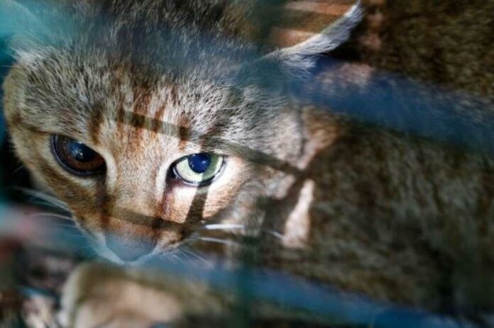 Mysterious Corsican 'cat-fox' revealed as unique species