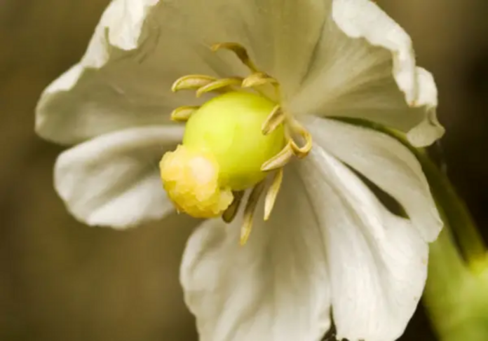 The amazing anti-cancer properties of mayapple