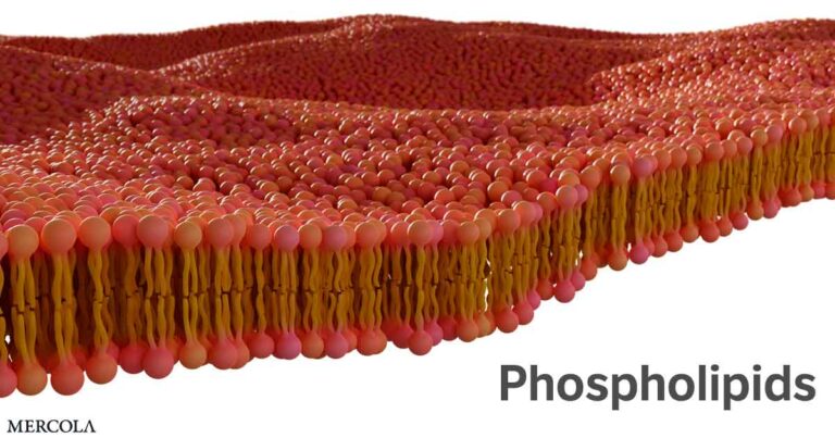 Phospholipids: A Hidden Superpower for Your Health