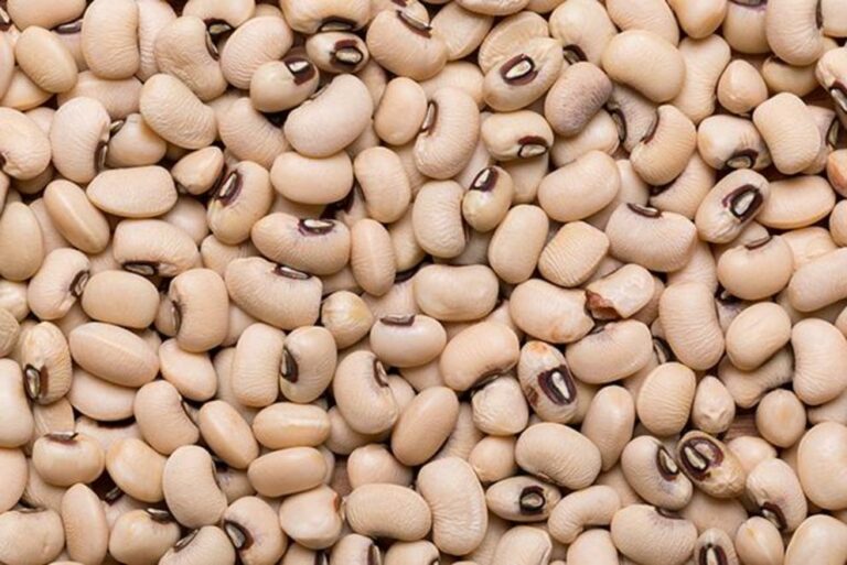 Food supply 101: the best beans for long-term storage