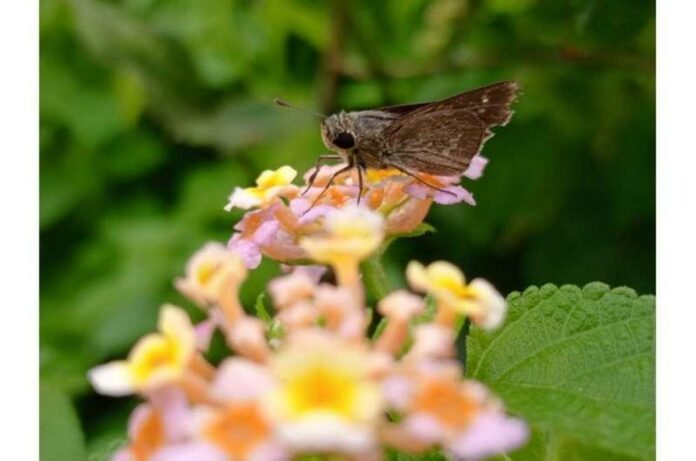 Moths are more efficient pollinators than bees, shows new research