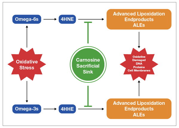 carnosine