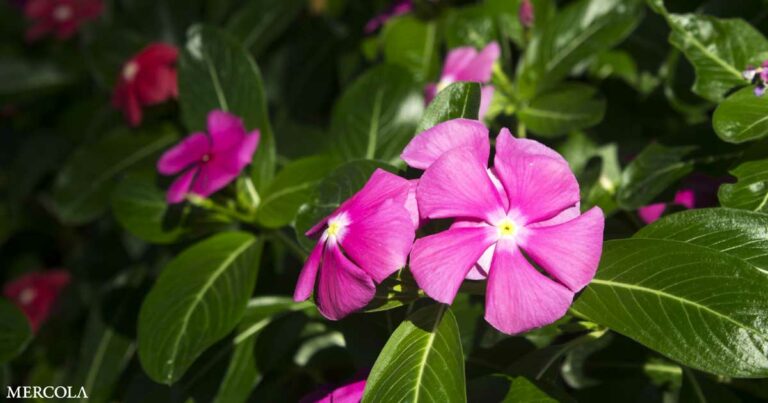 Why so Many Cancer Drugs Are Made From Periwinkle