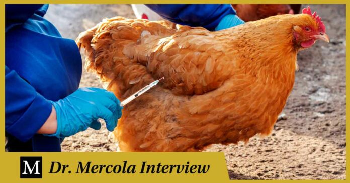 How Antibiotics Created the Chicken Industry — And Infections