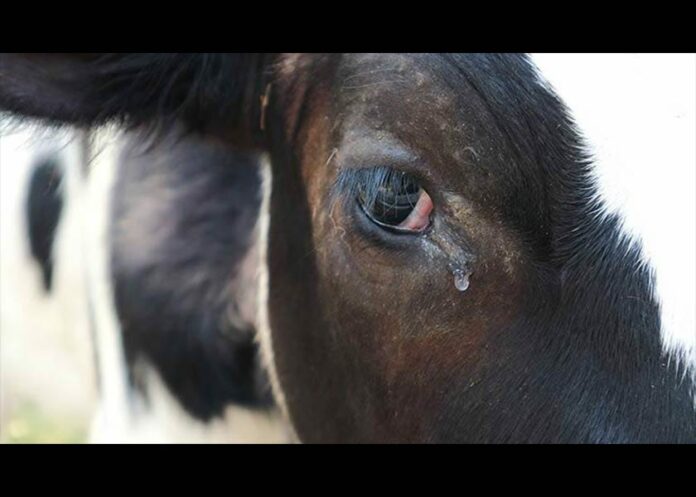 Killing Cows in the Name of Preventing Climate Change