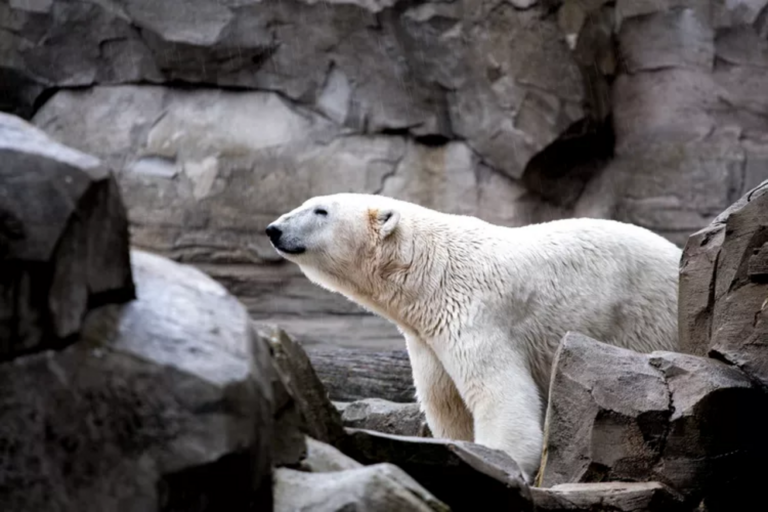 Are zoos ethical? Arguments for and against keeping animals in zoos 