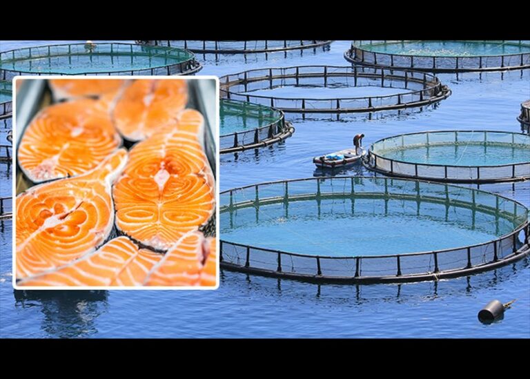 Factory Farmed Salmon Full of Disease and Hazardous Chemicals