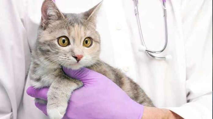 Gene Therapy Spays Cats Without Surgery