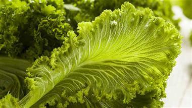gene edited mustard greens