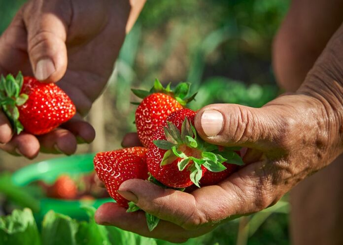 Strawberries Are the Dirtiest of the 'Dirty Dozen'
