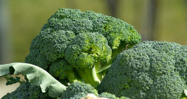 Top 10 protein-rich vegetables to include in your diet