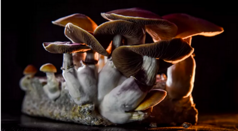 Australia clears legal use of MDMA and psilocybin to treat PTSD and depression