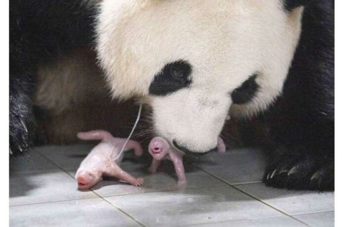 Giant panda gives birth to squirming, squealing healthy twin girls at South Korean theme park