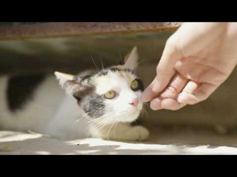 How the cat nose knows what it's smelling