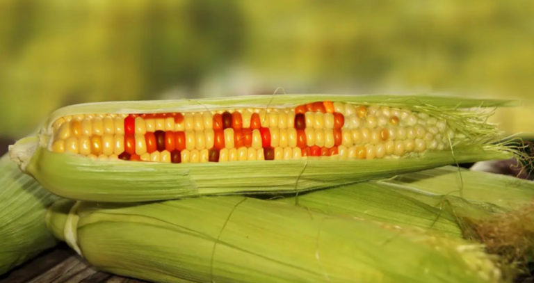 Mexico announces 50% tariff on white corn imports as Canada joins US in fight over GMOs