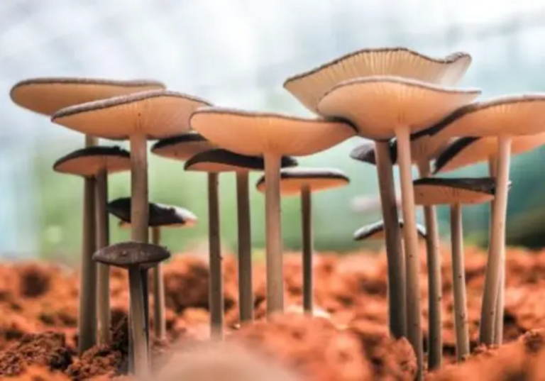 Unveiling the hidden power of fungi: mycelium as a sustainable fire-resistant material
