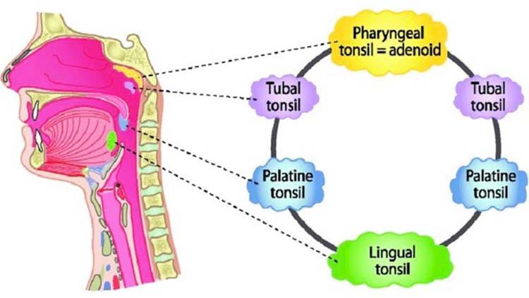 pharyngeal