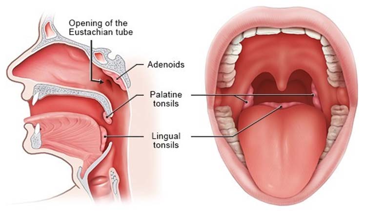 opening to the throat