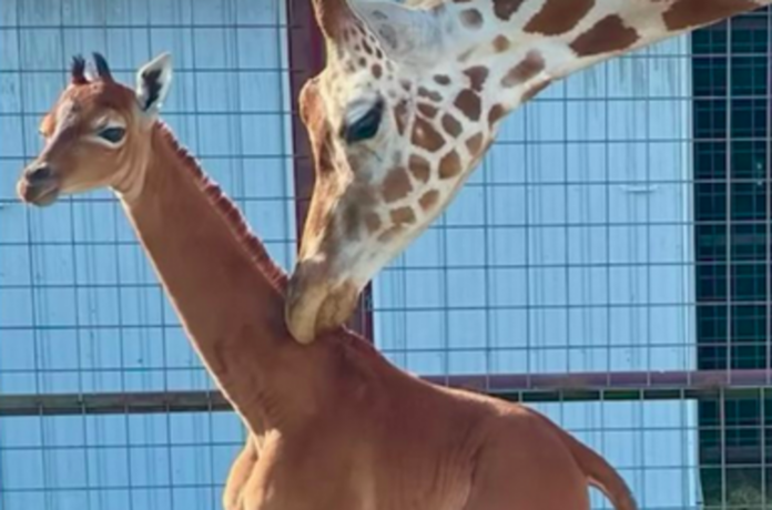 Adorable baby giraffe without spots might be one of a kind