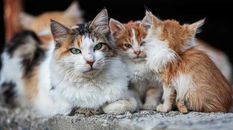 Cyprus Cats to Get COVID-19 Treatments