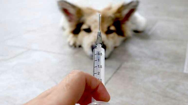 Majority of Dog Owners Are Now Skeptical of Vaccines