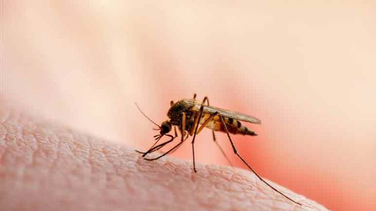 NIH Introduces Vaccination Via GM Mosquitoes