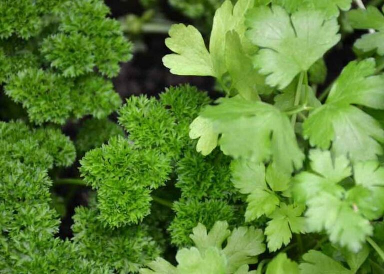While not commonly used in foods in Western cultures, this herb is rich in vitamins and minerals that may help improve your meals' nutrient profile and…