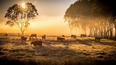dna rna vaccines for livestock