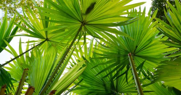 Benign Prostatic Hyperplasia (BPH): Saw Palmetto and Other Dietary Factors Can Help