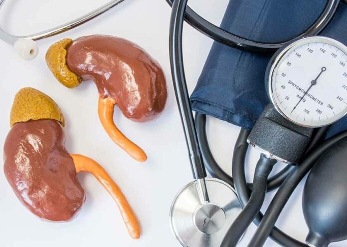 How Your Kidneys Influence Blood Pressure