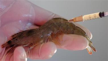 shrimp mrna vaccine