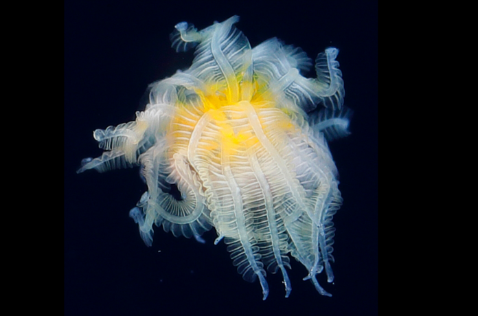 ‘Mind-boggling’ sea creature spotted off Japan has finally been identified