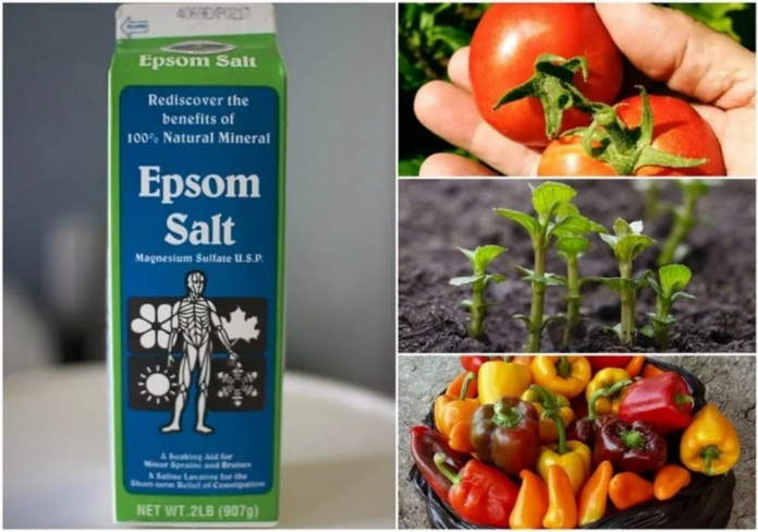 10 incredible epsom salt uses for your plants and garden