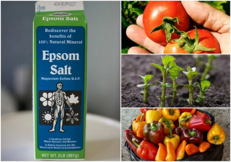 10 incredible epsom salt uses for your plants and garden