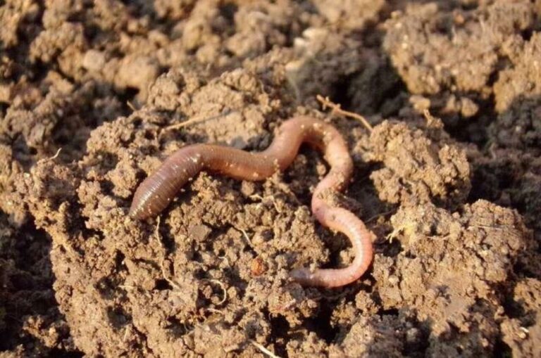 Earthworms contribute to 6.5 percent of world grain production: study