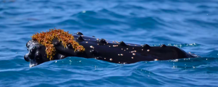 Expert explains why whales often wear hats made of seaweed